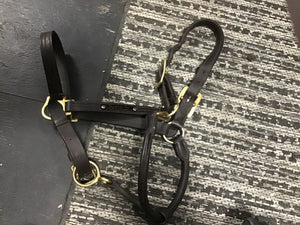 Dark Brown Halter (horse)