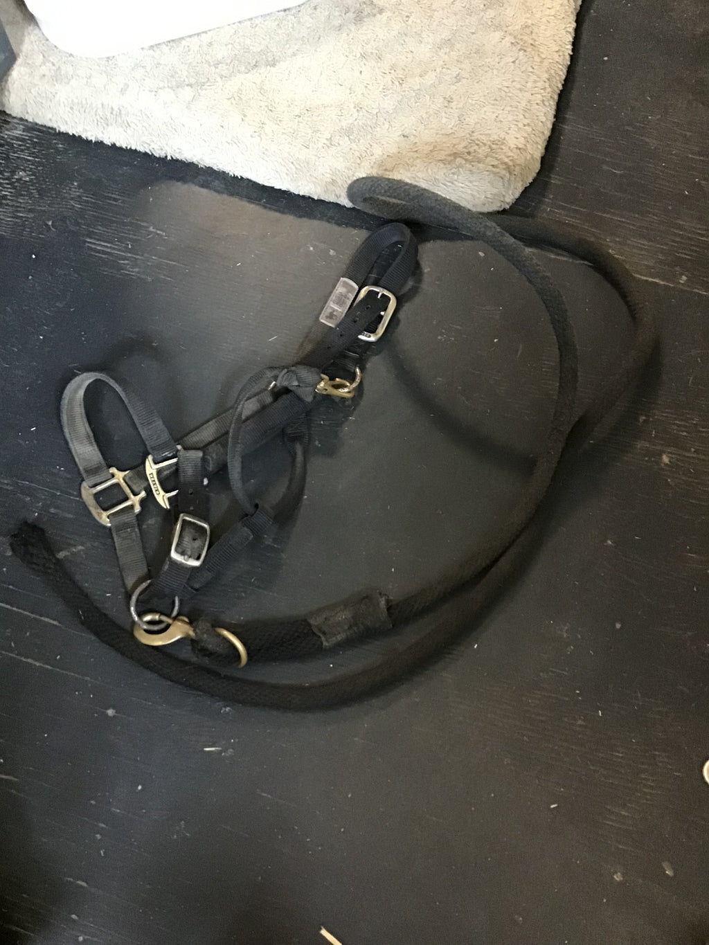 Black halter w lead rope (full)