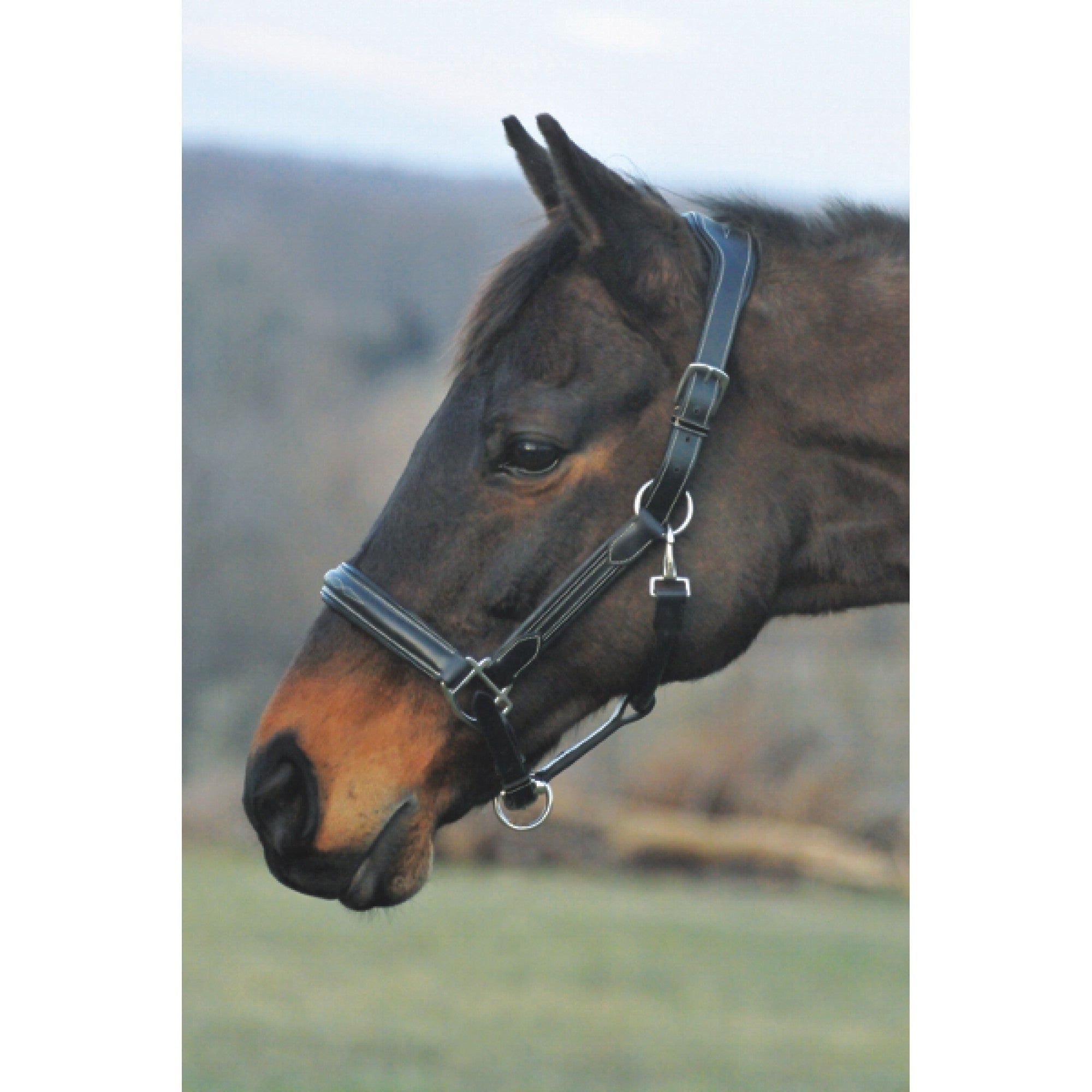 HDR Pro Stress Free Paddled Leather Halter