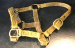 Yellow foal/mini halter