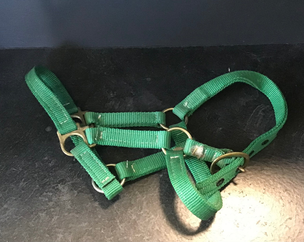 Green foal/mini halter